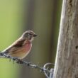 Linotte mélodieuse mâle