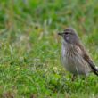 Linotte mélodieuse femelle