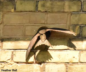 Martinet noir (Apus apus) pénétrant dans une brique-nichoir