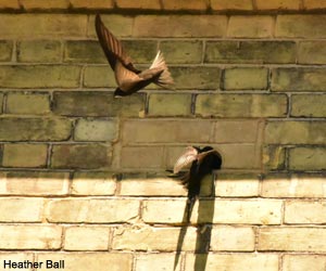 Martinet noir (Apus apus) pénétrant dans une brique-nichoir