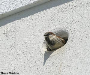 Moineau domestique (Passer domesticus)