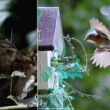 Comment protéger les oiseaux des chats ?