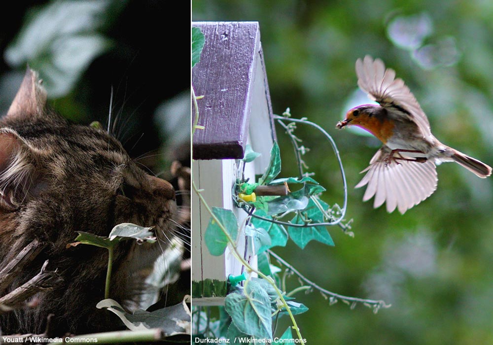 Chat domestique (Felis silvestris catus) et Rougegorge familier (Erithacus rubecula)