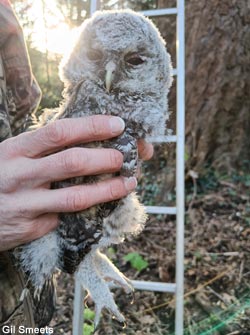 Jeune Chouette hulotte (Strix aluco)