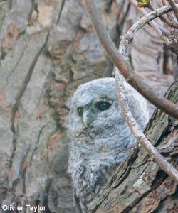 Jeune Chouette hulotte (Strix aluco)