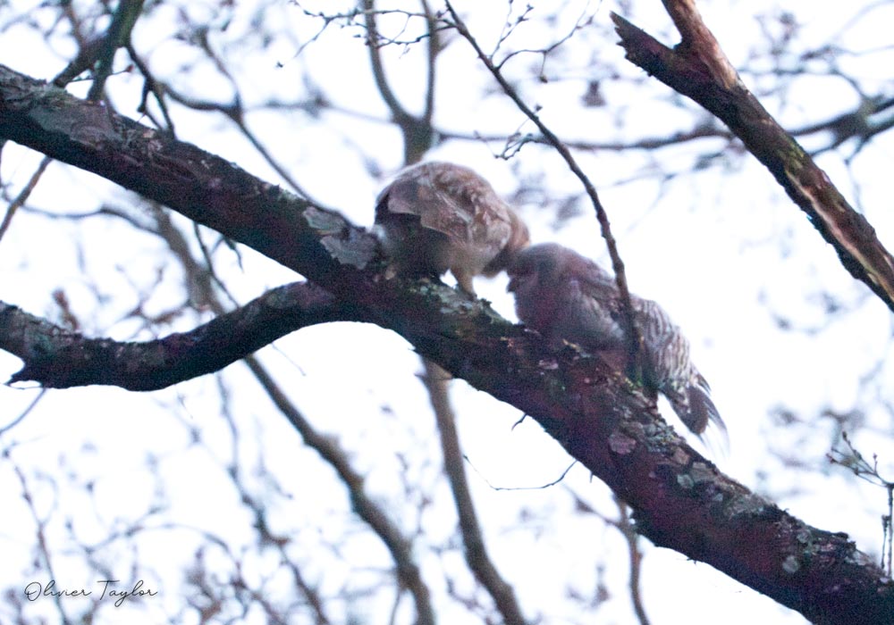 Chouettes hulottes (Strix aluco)