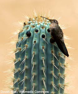 Colibri géant (Patagona gigas)