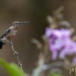 Le plus grand colibri du monde est une nouvelle espèce : le Colibri géant du Nord ou Patagon chaski