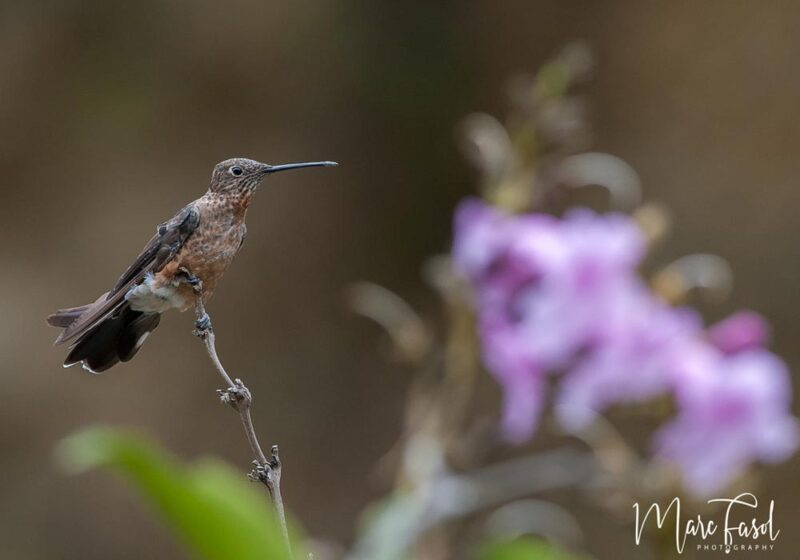 Le plus grand colibri du monde est une nouvelle espèce : le Colibri géant du Nord ou Patagon chaski