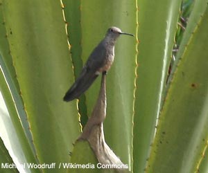 Colibri géant du Nord (Patagona chaski)