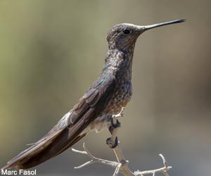 Colibri géant (Patagona gigas) au Chili