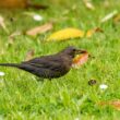 Comptage national printanier 2024 des oiseaux des jardins en France