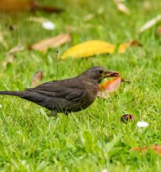 Comptage national printanier 2024 des oiseaux des jardins en France