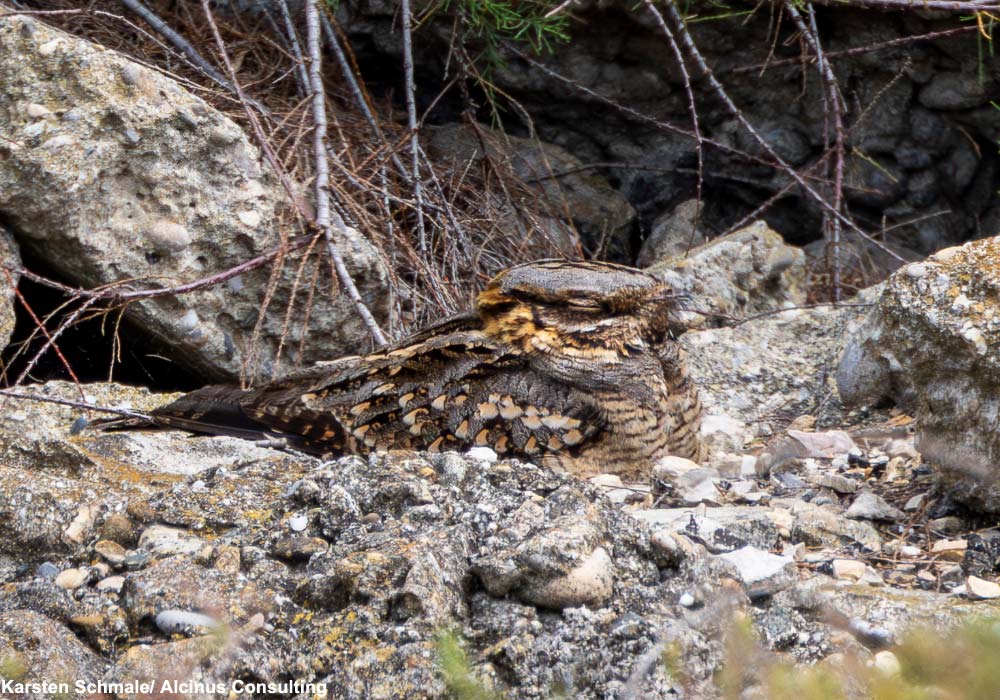 Engoulevent à collier roux (Caprimulgus ruficollis)