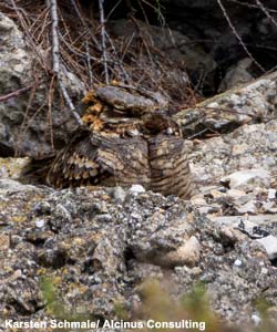 Engoulevent à collier roux (Caprimulgus ruficollis)