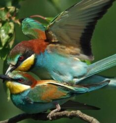 Exposition « Les portraits d’oiseaux »