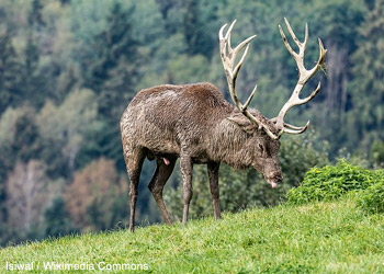 Cerf élaphe (Cervus elaphus) 