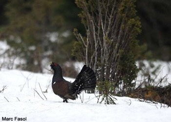 Grand Tétras (Tetrao urogallus) mâle en Finlande 