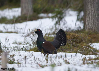 Grand Tétras (Tetrao urogallus) mâle en Finlande 