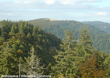 Vue de la réserve naturelle du massif du Grand Ventron (Haut-Rhin/Vosges)