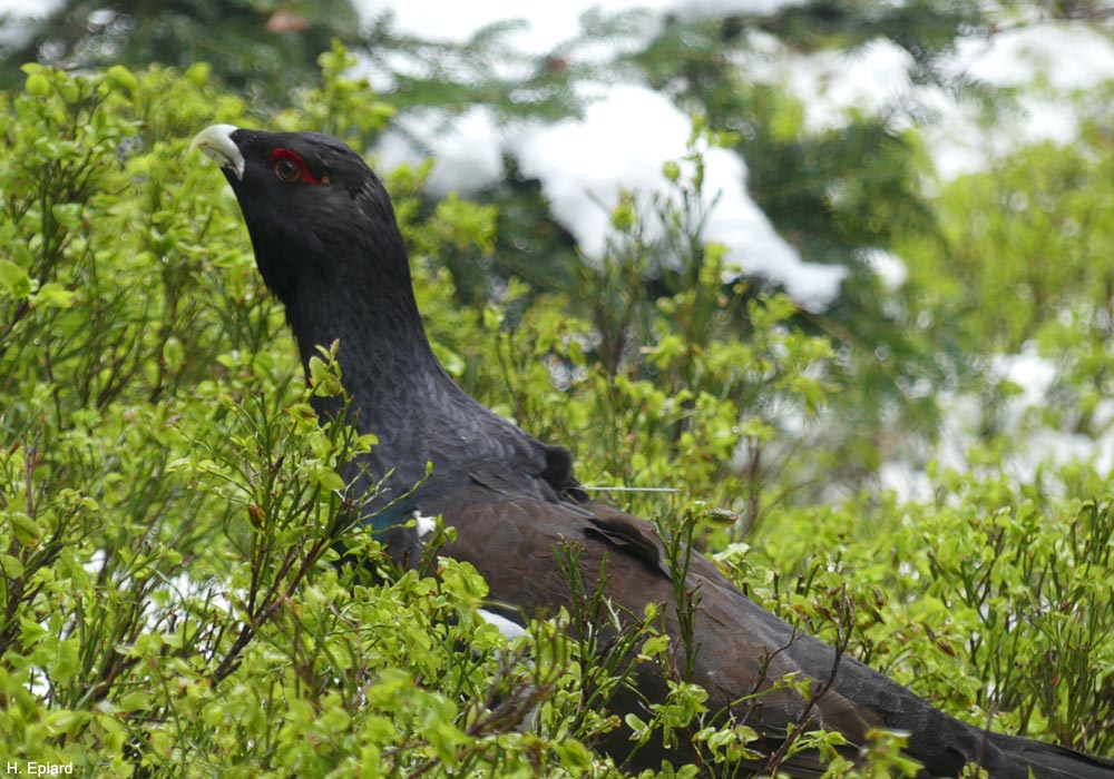 Grand Tétras (Tetrao urogallus) mâle