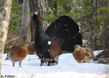 Grands Tétras (Tetrao urogallus) mâle et femelles 