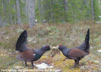 Grands Tétras (Tetrao urogallus) mâles 