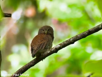 Chevêchette à dos marron (Glaucidium castanotum)