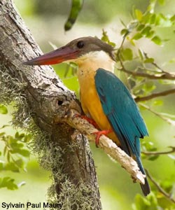 Digiscopie d'un Martin-chasseur gurial (Pelargopsis capensis)