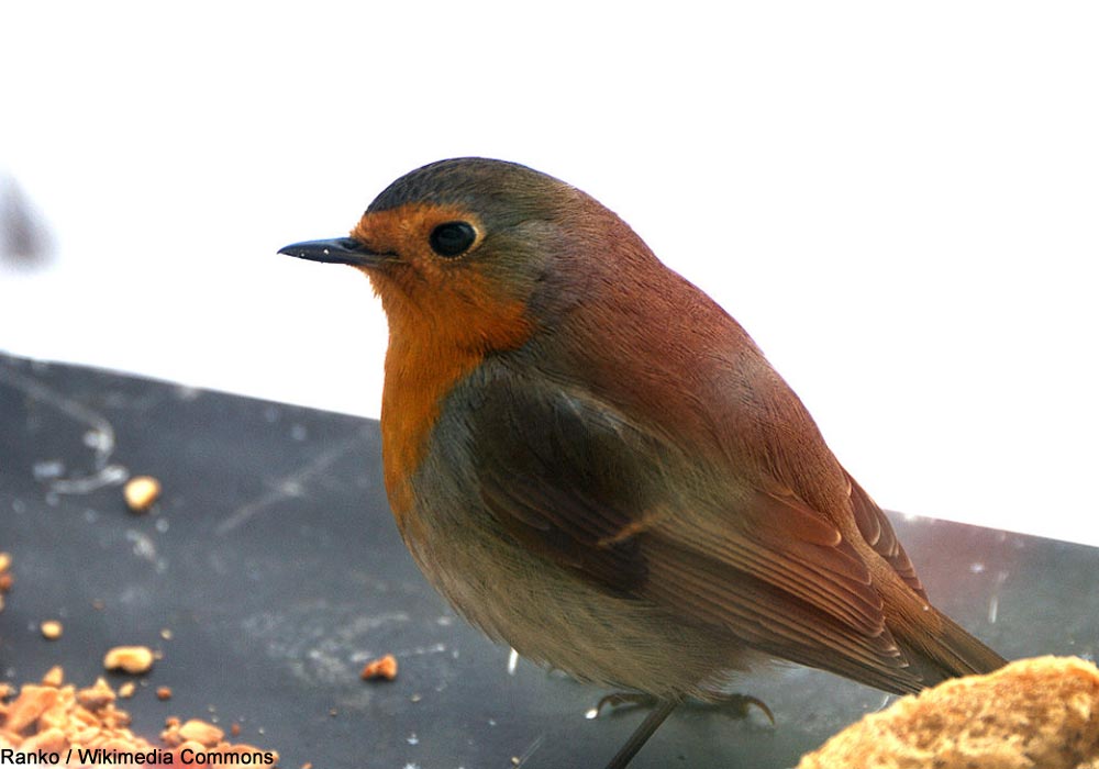 Rougegorge familier (Erithacus rubecula)