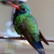 Le Colibri circé est en expansion vers le nord et atteint désormais le centre de l’Arizona