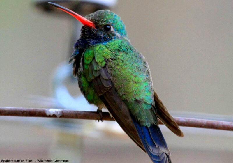 Le Colibri circé est en expansion vers le nord et atteint désormais le centre de l’Arizona