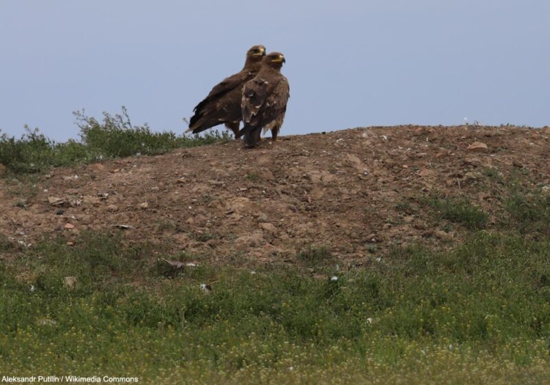 La population turque d’Aigles des steppes serait plus importante qu’on ne le pensait