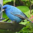 Un oiseau rare à la mangeoire : un Passerin indigo dans un jardin écossais en mai 2024