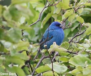 Passerin indigo (Passerina cyanea)