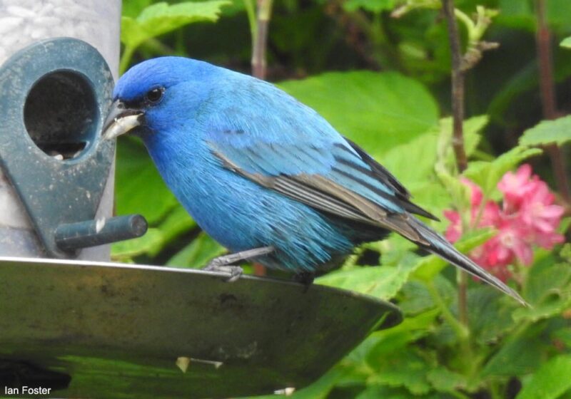 Un oiseau rare à la mangeoire : un Passerin indigo dans un jardin écossais en mai 2024