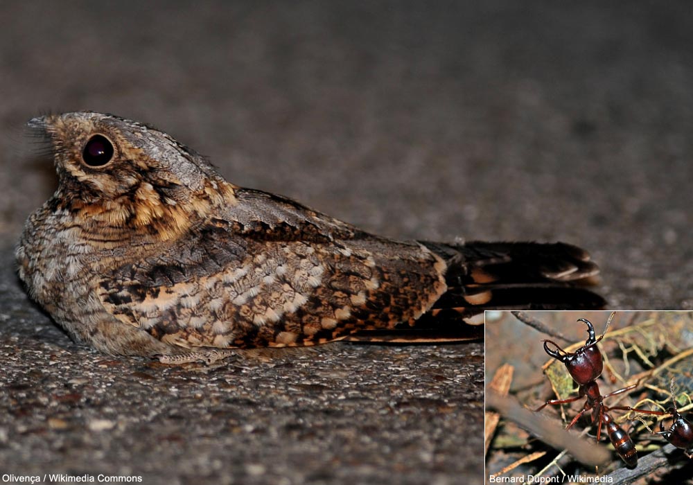 Engoulevent à collier roux (Caprimulgus ruficollis) au Portugal et fourmi légionnaire du genre Dorylus