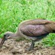 Grâce à son bec, l’Ibis hagedash profite de la progression des surfaces irriguées en Afrique du Sud