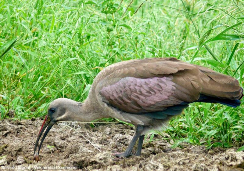 Grâce à son bec, l’Ibis hagedash profite de la progression des surfaces irriguées en Afrique du Sud