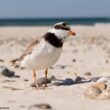 Quelques conseils simples pour partager les plages avec les oiseaux