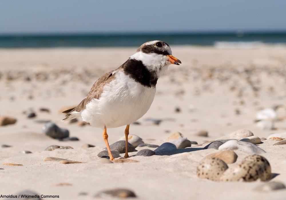 Grand Gravelot (Charadrius hiaticula) près de son nid