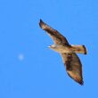 Aigle de Bonelli en chasse