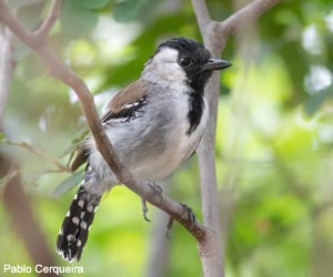 Batara à joues argent nordique (Sakesphoroides niedeguidonae) mâle