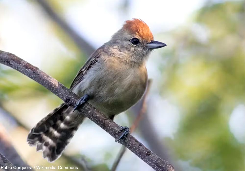 Batara à joues argent nordique (Sakesphoroides niedeguidonae) femelle