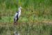 1-Héron cendré | Ardea cinerea | Grey Heron