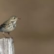 Pipit farlouse sur le Sancy