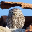 Conférence sur la protection de la Chevêche d’Athéna en Seine-et-Marne