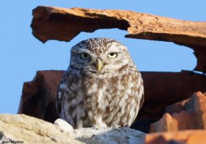 Chevêche d'Athéna (Athene noctua)