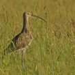 Sortie ornithologique guidée dans les prairies de fauche inondables du Val de Saône