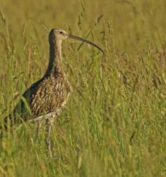 Sortie ornithologique guidée dans les prairies de fauche inondables du Val de Saône